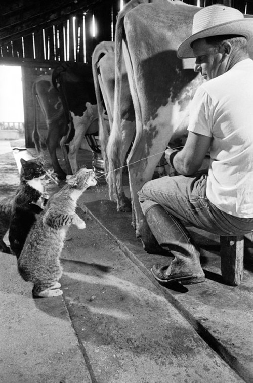 Gatos tomando leche de vaca.