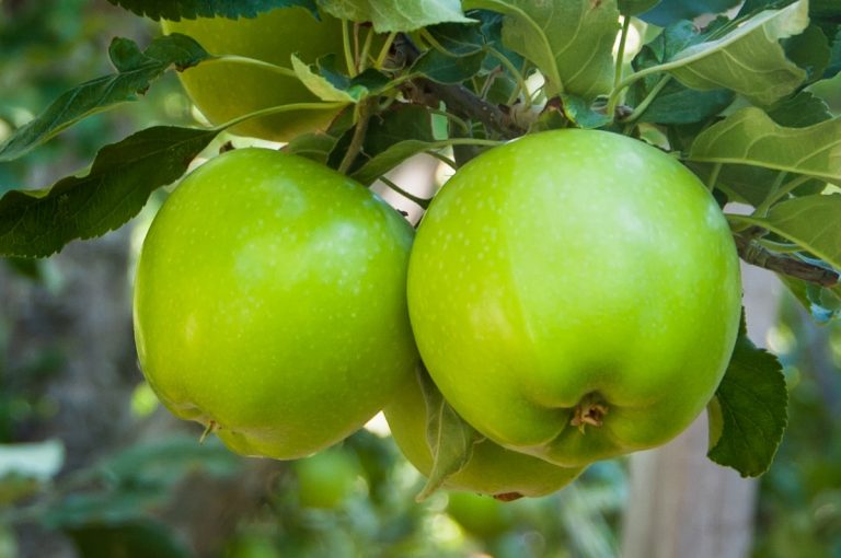 manzanas de washington granny double